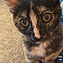 cat, kitten, tortoiseshell, close_up, curious, wide_eyes, fur, indoor, carpet, wooden_surface, pet, animal, whiskers, ears, face, brown, black, orange, domestic, feline