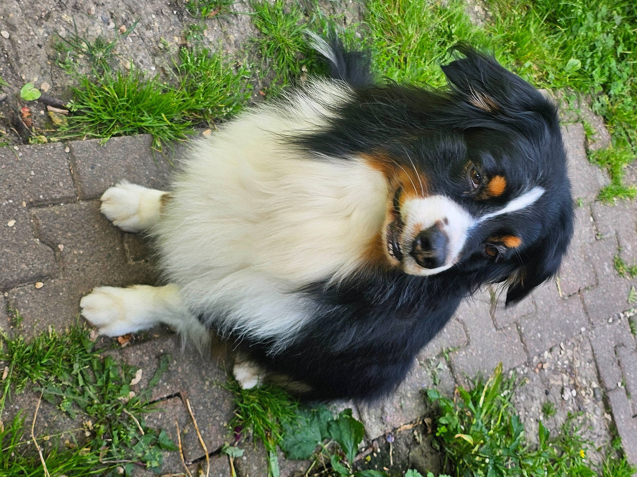 Origan a rejoint le concours — aidez-le/la à gagner de superbes lots ! border_collie, canidae, carnivore, companion_dog, dog, dog_breed, fur, grass, herding_dog, plant, snout, sporting_group, terrestrial_animal, whiskers, working_animal, working_dog