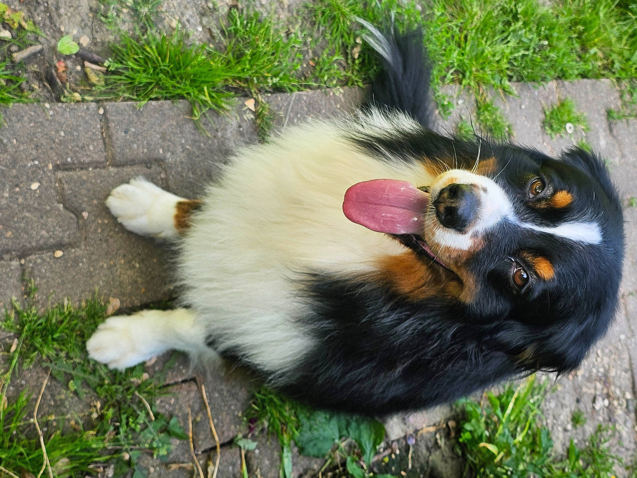 Origan a rejoint le concours — aidez-le/la à gagner de superbes lots ! border_collie, canidae, carnivore, companion_dog, dog, dog_breed, dog_supply, fur, grass, herding_dog, plant, sporting_group, tail, terrestrial_animal, whiskers, working_dog