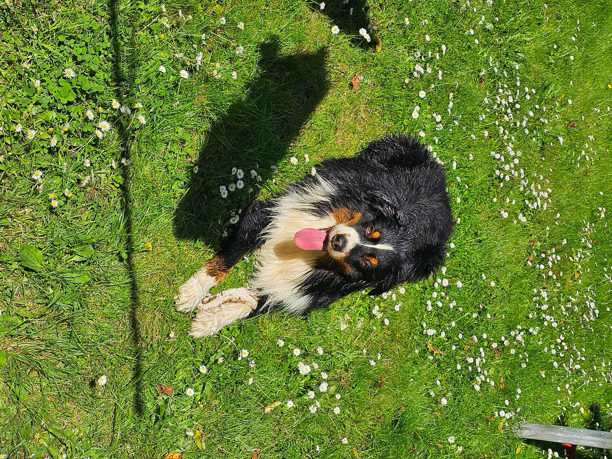 Origan participe au concours pour gagner de l'argent avec cette photo : beak, botany, carnivore, companion_dog, dog_breed, flower, grass, grass_family, grassland, groundcover, lawn, leaf, meadow, natural_environment, organism, people_in_nature, plant, shrub, tail, terrestrial_animal