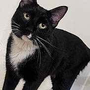 Marlo joined the competition — help win amazing prizes! cat, tuxedo_cat, black_fur, white_paws, white_chest, whiskers, ears, green_eyes, paws, indoor, bathtub, bathroom, looking_up, curious, close_up, pet, portrait, domestic_animal, sitting, glossy_fur