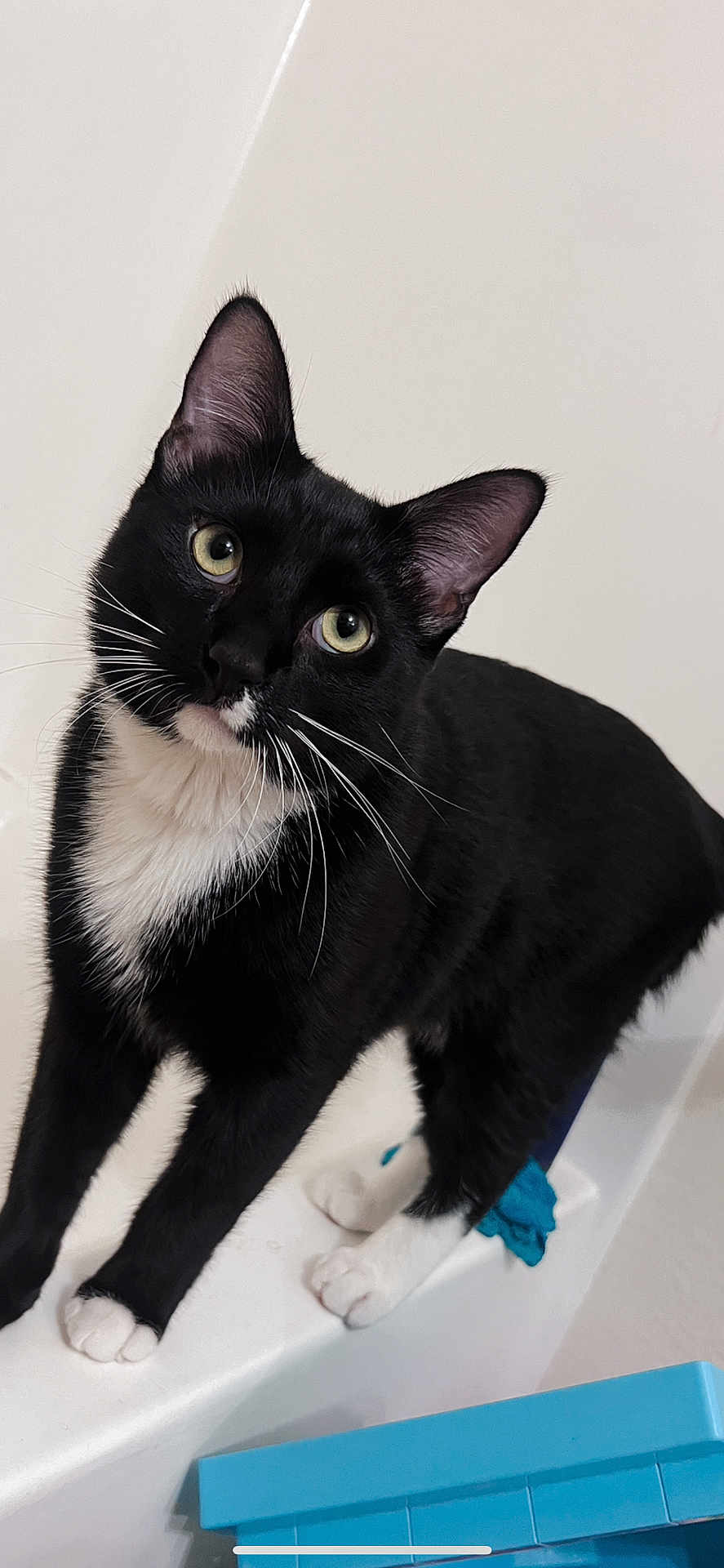 Marlo joined the competition — help win amazing prizes! cat, tuxedo_cat, black_fur, white_paws, white_chest, whiskers, ears, green_eyes, paws, indoor, bathtub, bathroom, looking_up, curious, close_up, pet, portrait, domestic_animal, sitting, glossy_fur