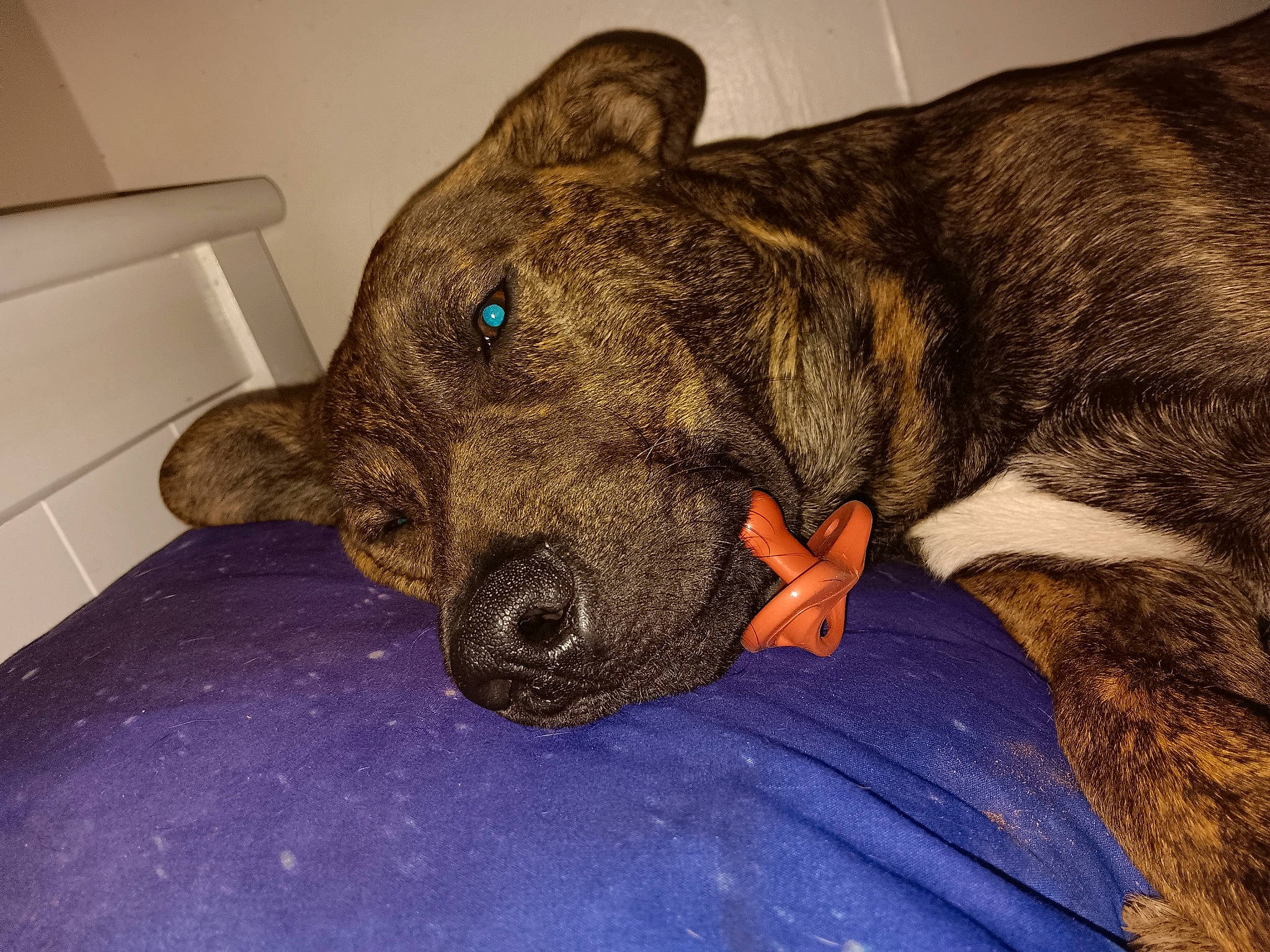 Browny is registered to the contest to win money with this photo: canidae, carnivore, claw, comfort, companion_dog, dog, dog_breed, ear, fawn, fur, guard_dog, liver, non_sporting_group, paw, snout, sporting_group, terrestrial_animal, whiskers, working_animal, working_dog