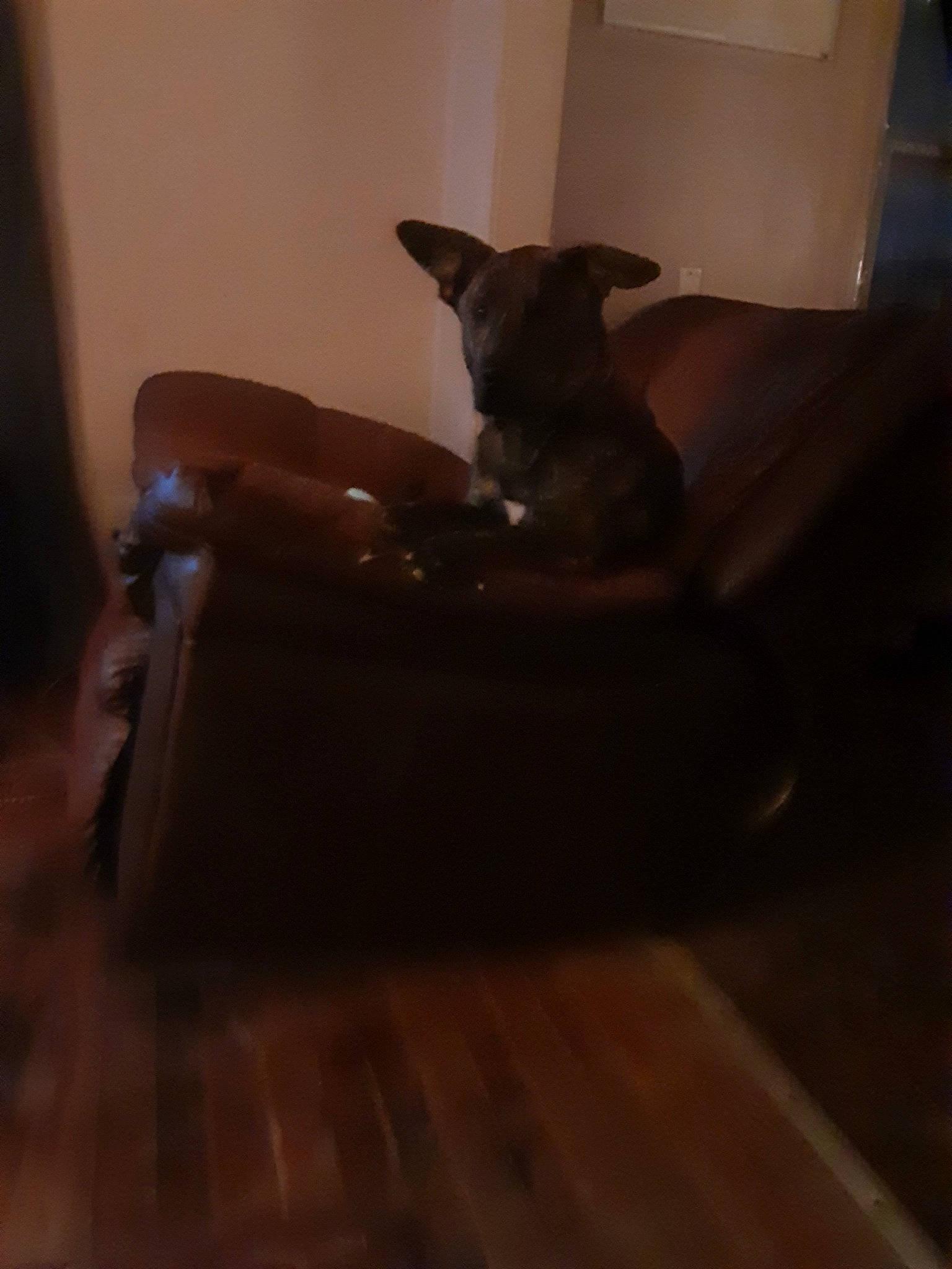 Browny is registered to the contest to win money with this photo: brown, carnivore, comfort, companion_dog, dog, dog_breed, fawn, felidae, floor, flooring, hardwood, laminate_flooring, small_to_medium_sized_cats, snout, tail, tints_and_shades, whiskers, wood, wood_flooring, wood_stain