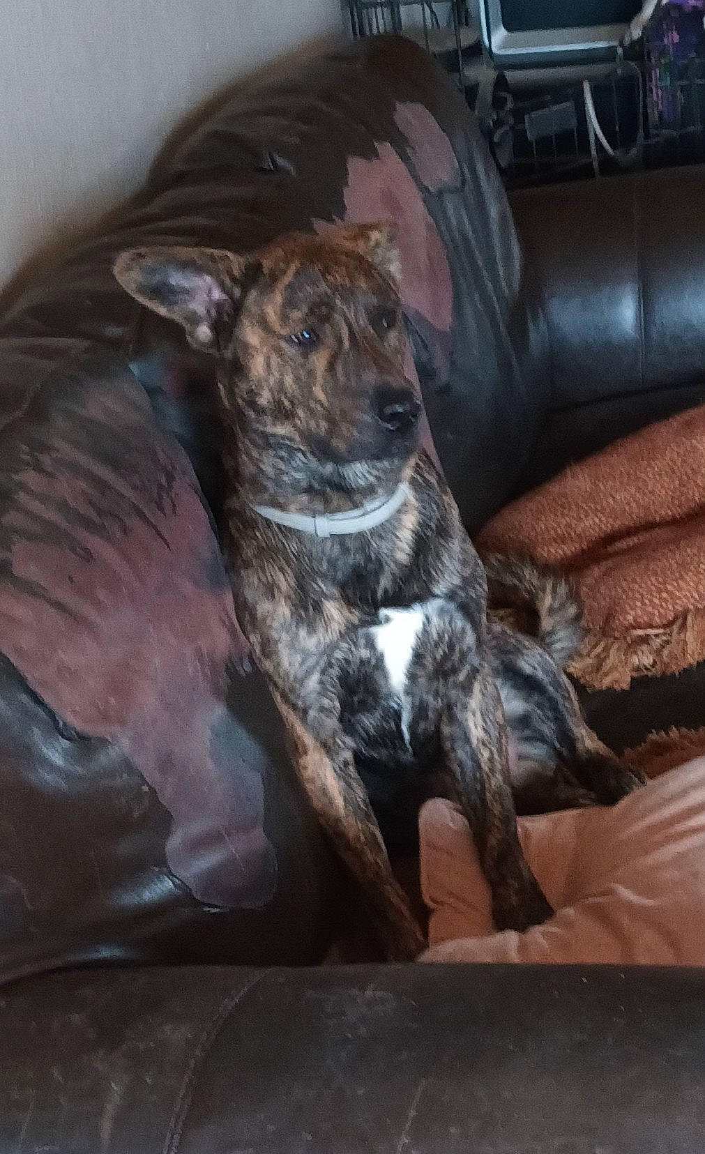 Browny is registered to the contest to win money with this photo: canidae, car_seat, carnivore, comfort, companion_dog, couch, dog, dog_breed, fawn, fur, guard_dog, liver, non_sporting_group, puppy, snout, sporting_group, tail, terrestrial_animal, whiskers, working_animal