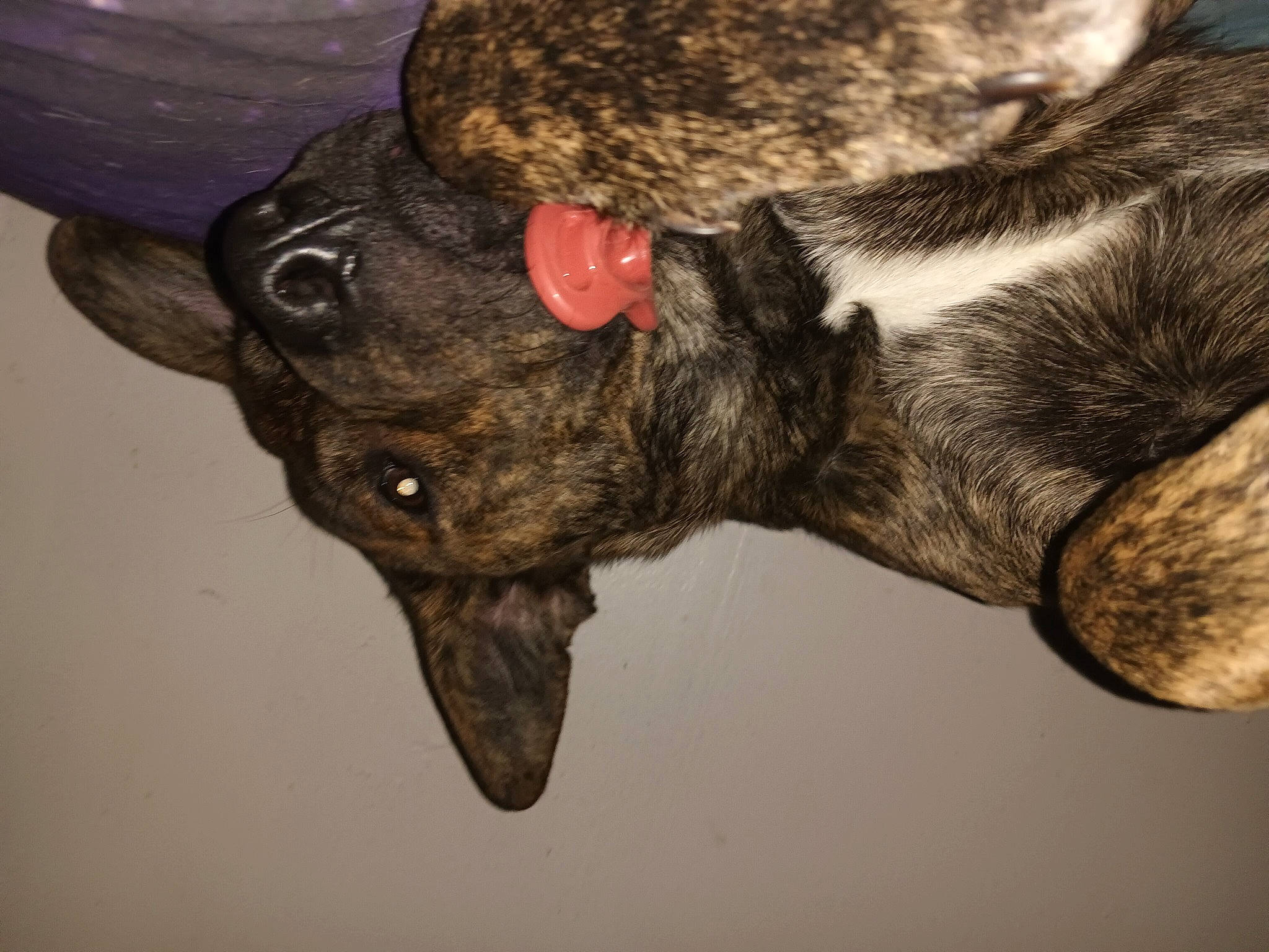 Browny joined the competition — help win amazing prizes! canidae, carnivore, collar, companion_dog, dog, dog_breed, dog_collar, ear, fawn, fur, guard_dog, liver, non_sporting_group, paw, snout, sporting_group, tail, terrestrial_animal, treeing_tennessee_brindle, whiskers