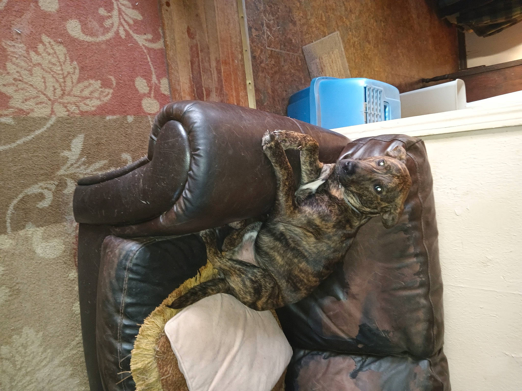 Browny joined the competition — help win amazing prizes! armour, bag, chair, comfort, costume, fashion_accessory, fictional_character, flooring, fur, glove, helmet, human_leg, leather, leather_jacket, metal, personal_protective_equipment, room, safety_glove, sleeve, wood