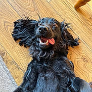 Mollie joined the competition — help win amazing prizes! dog, black_dog, tongue_out, happy, playful, wooden_floor, pet, canine, fur, lying_down, ears_floppy, indoor, close_up, animal, tongue, cute, expression, smiling, domestic_animal, friendly