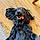Mollie