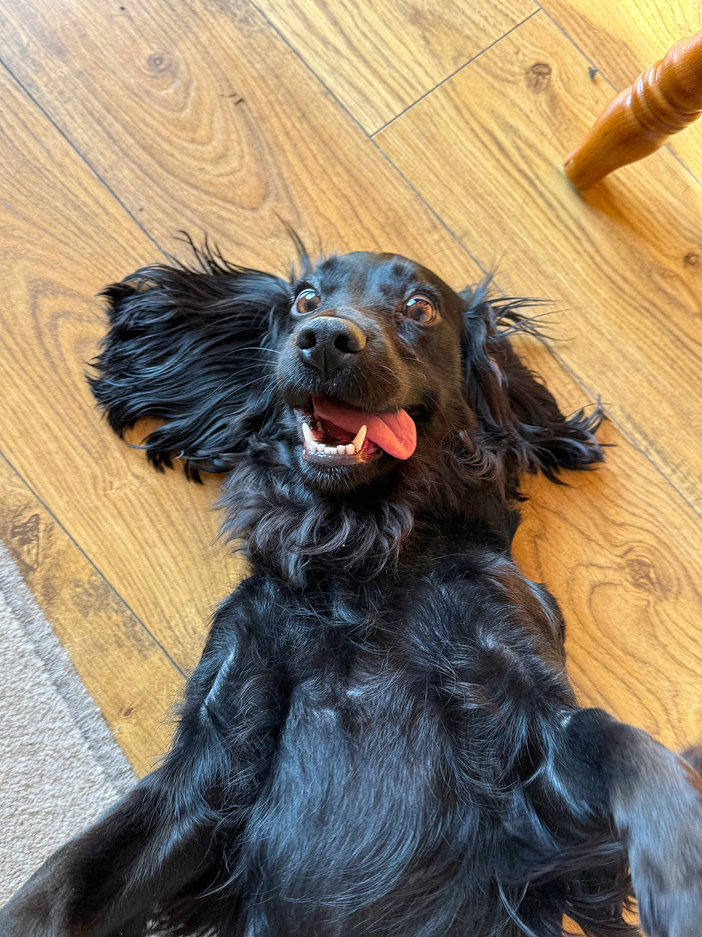 Mollie