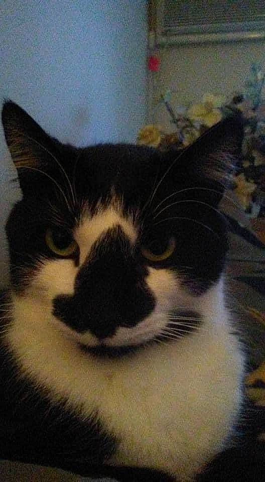 Tango is registered to the contest to win money with this photo: carnivore, cat, domestic_short_haired_cat, felidae, fur, head, paper_product, paw, small_to_medium_sized_cats, snout, tail, terrestrial_animal, whiskers, window