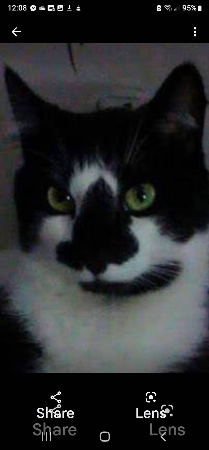 Tango joined the competition — help win amazing prizes! black_cat, carnivore, cat, domestic_short_haired_cat, eye, felidae, fur, human_body, rectangle, small_to_medium_sized_cats, snout, square, tail, terrestrial_animal, whiskers, window