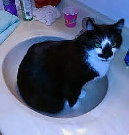 Tango joined the competition — help win amazing prizes! bathroom, bathroom_sink, carnivore, cat, cat_supply, comfort, domestic_short_haired_cat, felidae, fluid, fur, liquid, pet_supply, plumbing, plumbing_fixture, sink, small_to_medium_sized_cats, tail, tap, whiskers, window