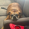 armrest, brown_dog, canine, comfort, couch, dog, domestic_animal, furniture, head_resting, household_item, indoor, living_room, paw, pet, red_bag, relaxed, remote_control, resting, sleepy, sofa