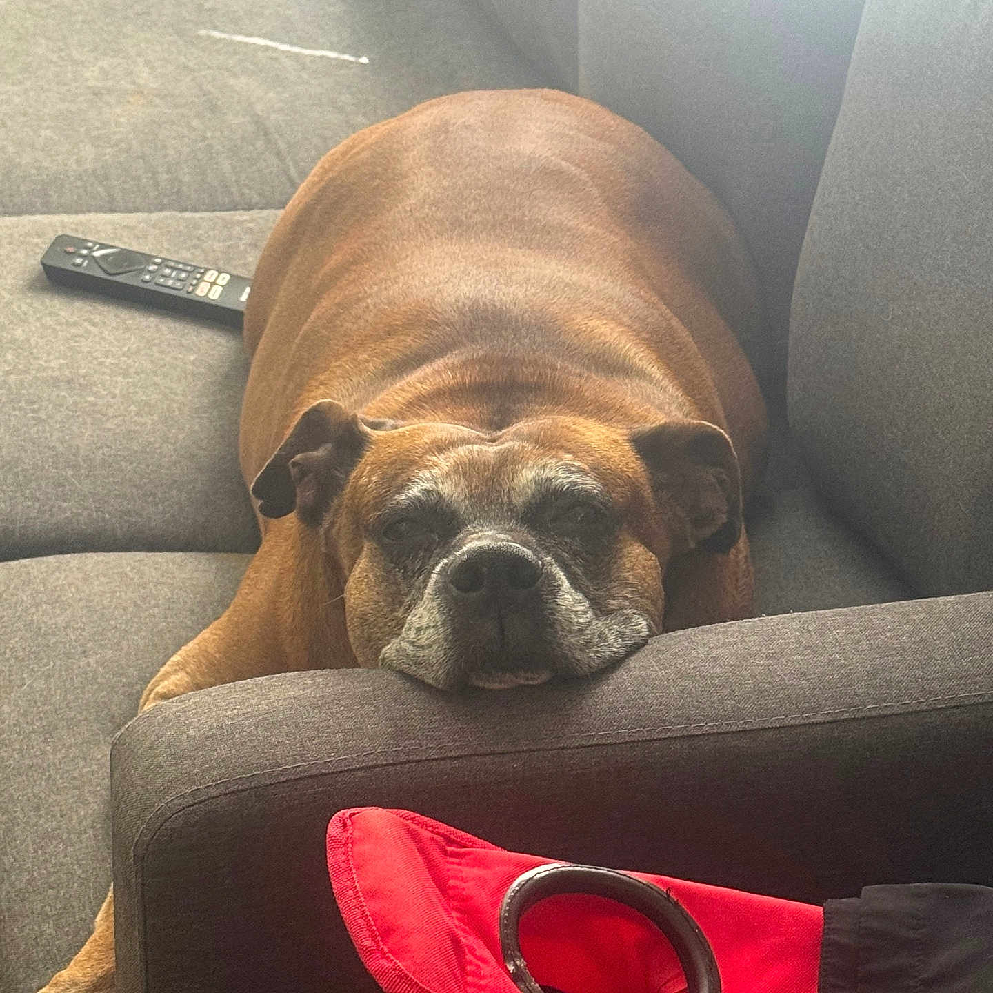 Maxamillon joined the competition — help win amazing prizes! armrest, brown_dog, canine, comfort, couch, dog, domestic_animal, furniture, head_resting, household_item, indoor, living_room, paw, pet, red_bag, relaxed, remote_control, resting, sleepy, sofa
