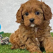 Coco is registered to the contest to win money with this photo: adorable, animal, background, brown, cute, dog, ears, eyes, face, fluffy, fur, grass, nose, outdoor, pet, puppy, sitting, small, toy, young