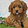 adorable, animal, background, brown, cute, dog, ears, eyes, face, fluffy, fur, grass, nose, outdoor, pet, puppy, sitting, small, toy, young
