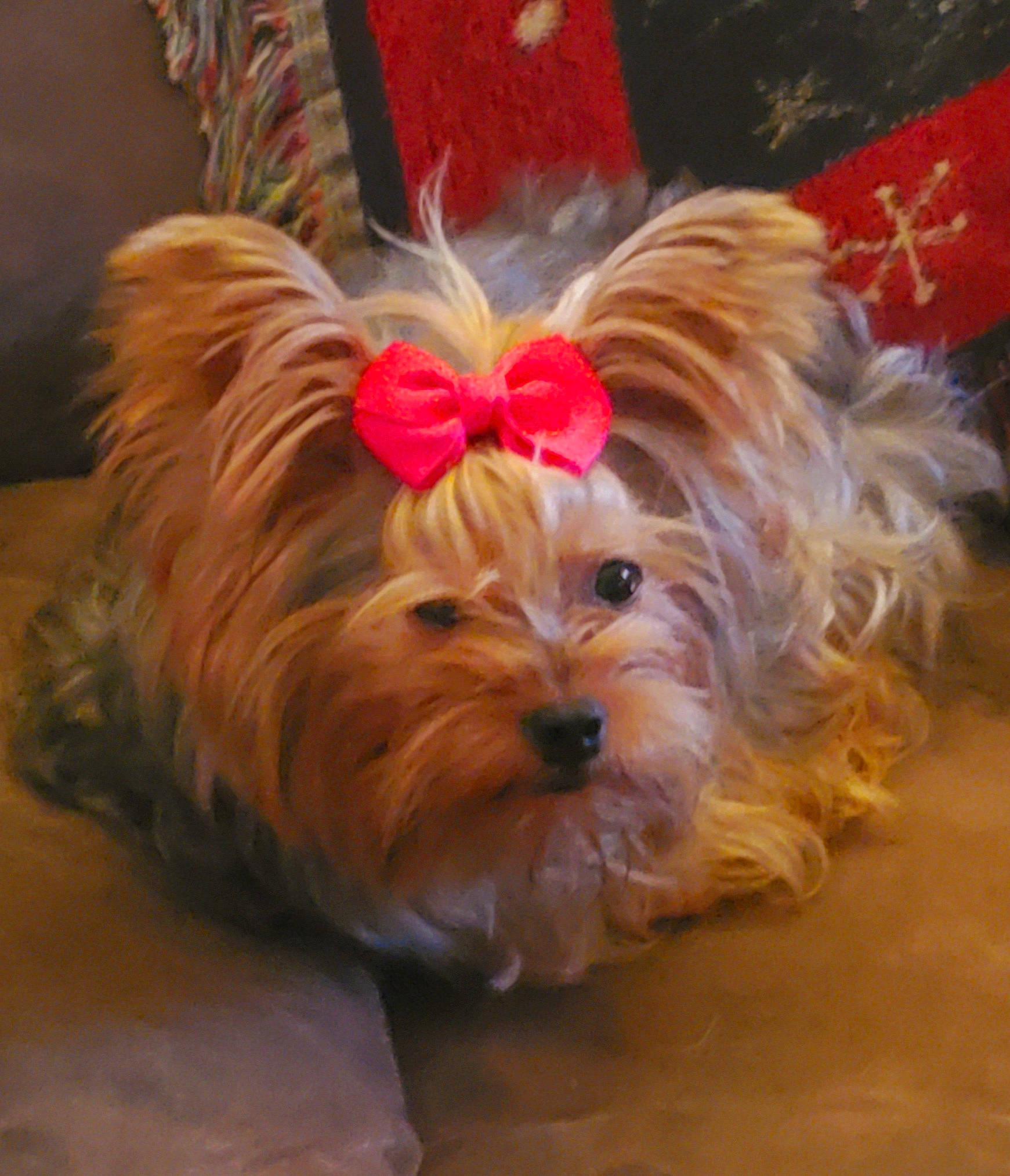 Dixie joined the competition — help win amazing prizes! australian_silky_terrier, australian_terrier, biewer_terrier, canidae, carnivore, companion_dog, dog, dog_breed, dog_supply, fawn, liver, non_sporting_group, pet_supply, small_terrier, snout, terrier, toy_dog, working_animal, yorkipoo, yorkshire_terrier