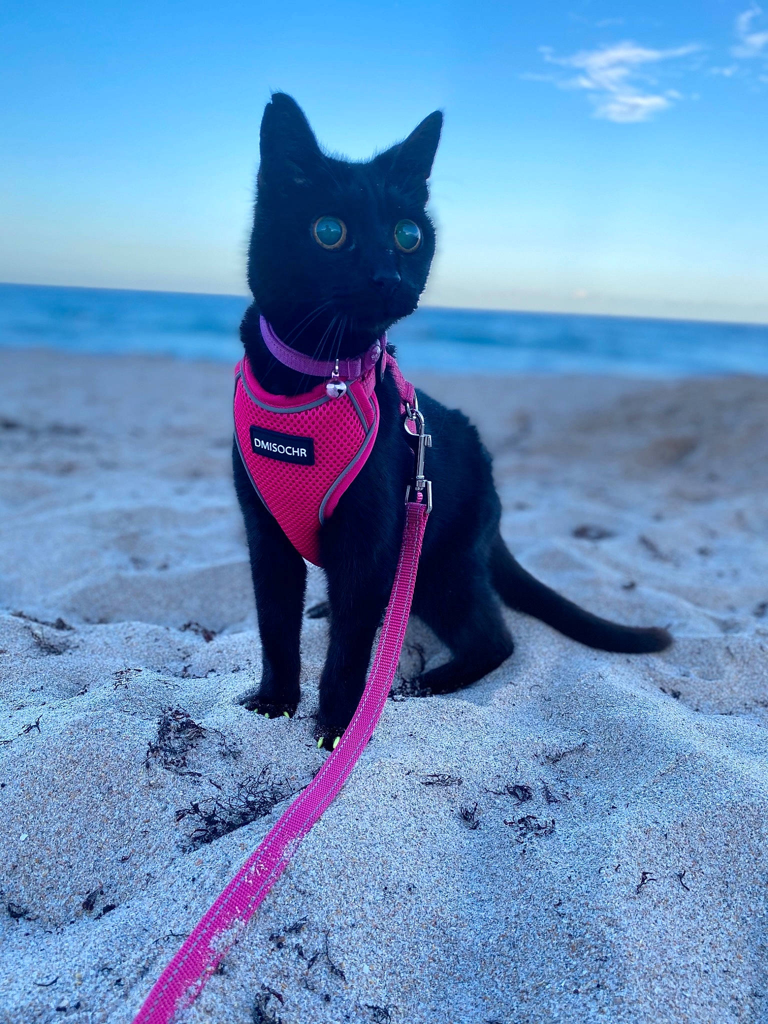 Mochi is registered to the contest to win money with this photo: azure, beach, blue, carnivore, cat, collar, dog_breed, dog_collar, electric_blue, eye, fawn, felidae, leash, pet_supply, sky, small_to_medium_sized_cats, snout, tail, water, whiskers