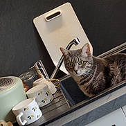 Bella participe au concours pour gagner de l'argent avec cette photo : cat, tabby_cat, gray_cat, sink, kitchen_sink, faucet, mug, mugs, cup, cutting_board, countertop, dish_rack, kitchenware, whiskers, pet, domestic_animal, indoor, ceramic, stainless_steel, cabinet