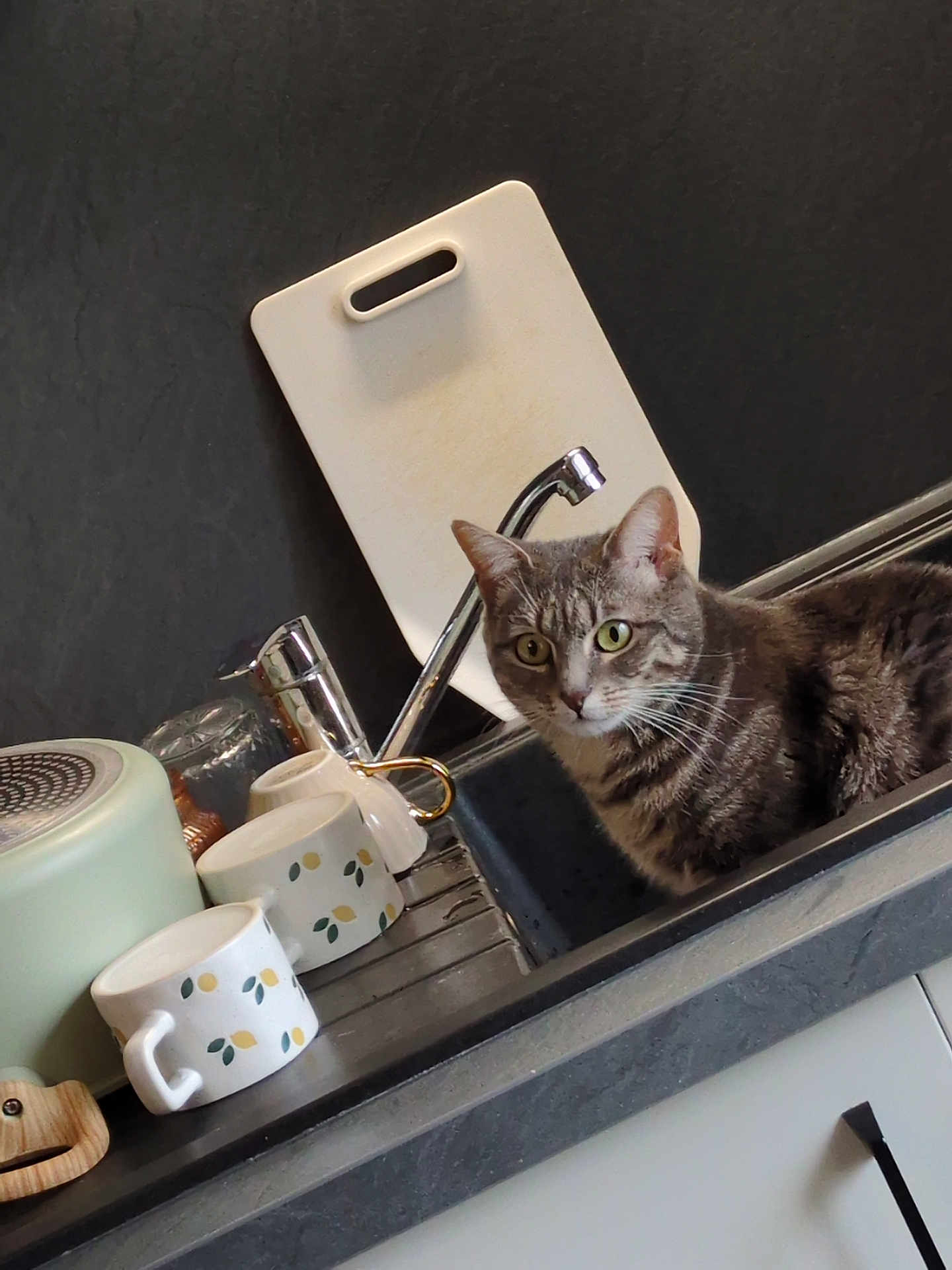Bella participe au concours pour gagner de l'argent avec cette photo : cat, tabby_cat, gray_cat, sink, kitchen_sink, faucet, mug, mugs, cup, cutting_board, countertop, dish_rack, kitchenware, whiskers, pet, domestic_animal, indoor, ceramic, stainless_steel, cabinet