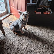 Rhino Johnson is registered to the contest to win money with this photo: dog, puppies, carpet, door, shadow, crate, blanket, indoor, pet, animal, furniture, wooden_door, window, light, home, floor, curtain, small_dog, resting, cozy