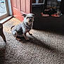 dog, puppies, carpet, door, shadow, crate, blanket, indoor, pet, animal, furniture, wooden_door, window, light, home, floor, curtain, small_dog, resting, cozy