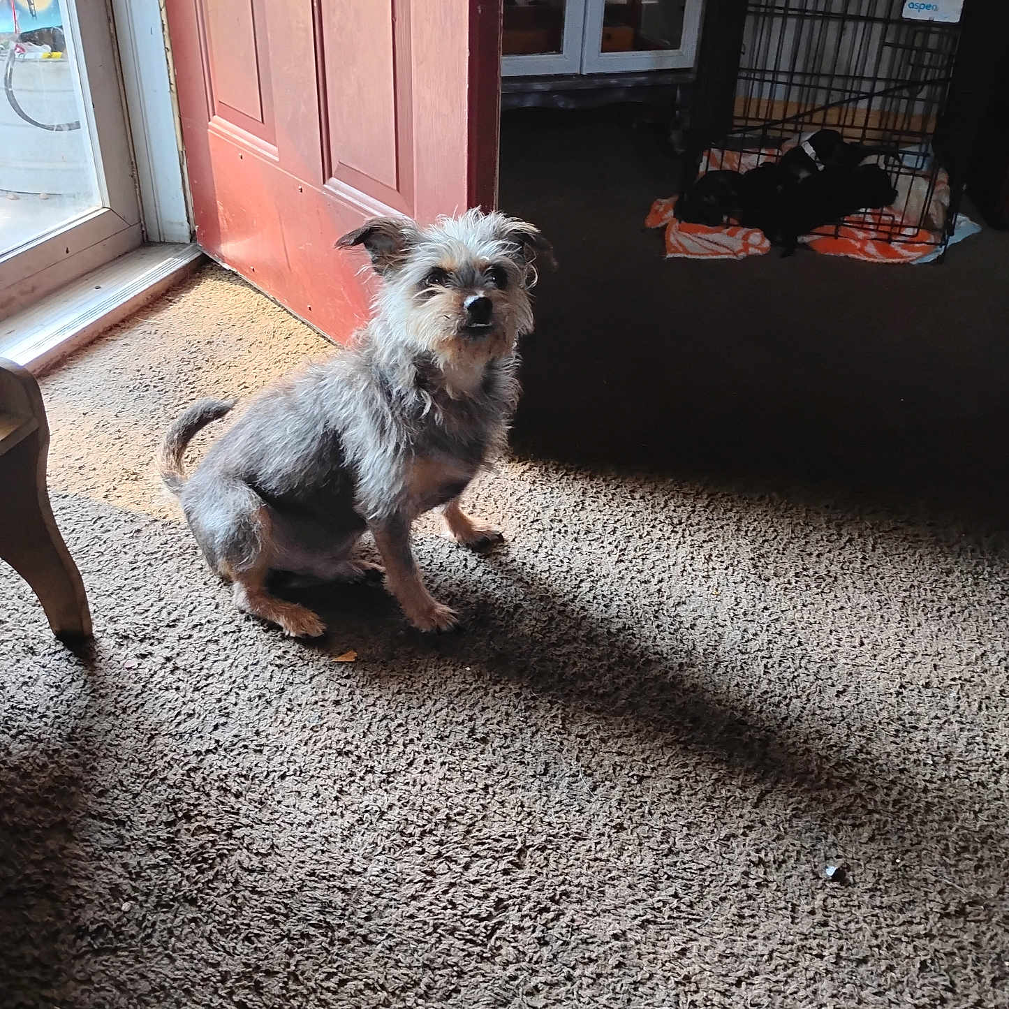 Rhino Johnson is registered to the contest to win money with this photo: animal, blanket, carpet, cozy, crate, curtain, dog, door, floor, furniture, home, indoor, light, pet, puppies, resting, shadow, small_dog, window, wooden_door