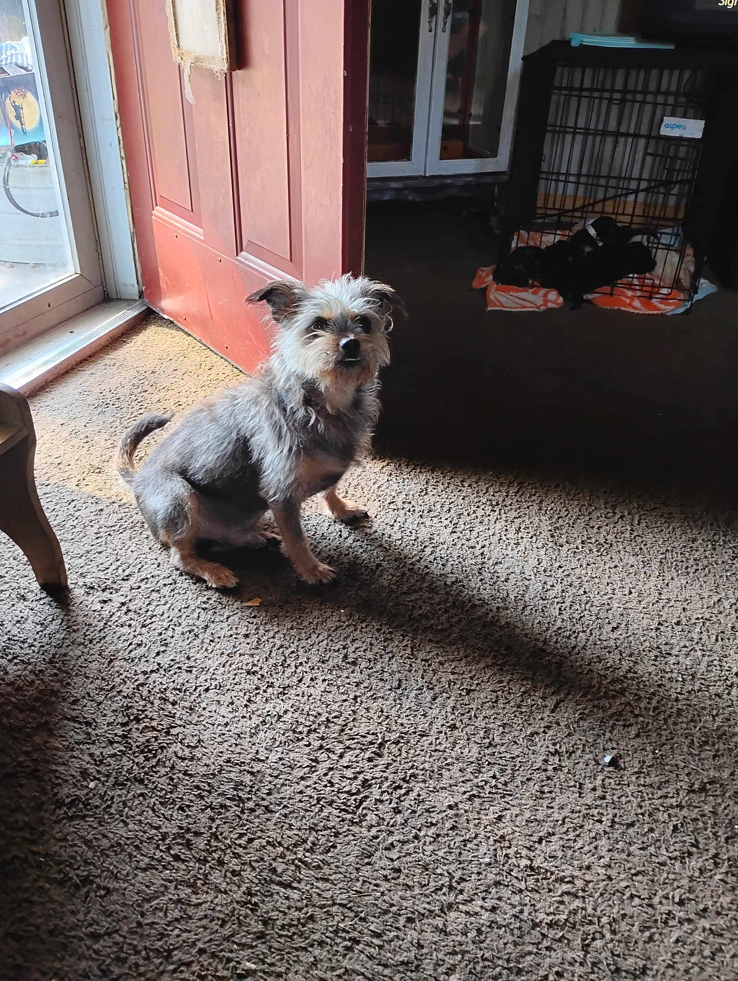 Rhino Johnson is registered to the contest to win money with this photo: dog, puppies, carpet, door, shadow, crate, blanket, indoor, pet, animal, furniture, wooden_door, window, light, home, floor, curtain, small_dog, resting, cozy
