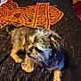 Rhino Johnson is registered to the contest to win money with this photo: dog, pet, blanket, harley_davidson, fur, indoor, resting, small_dog, scruffy, cozy, animal, laying_down, brown, black, fur_texture, household, carpet, relaxed, cute, companion