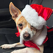Mario is registered to the contest to win money with this photo: dog, animal, pet, santa_hat, costume, christmas, holiday, car_seat, cute, fur, ears, nose, portrait, closeup, red, white, small_dog, indoors, festive, relaxed