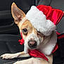 dog, animal, pet, santa_hat, costume, christmas, holiday, car_seat, cute, fur, ears, nose, portrait, closeup, red, white, small_dog, indoors, festive, relaxed