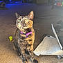 cat, tortoiseshell, indoor, carpet, purple_collar, toy, paper, sketch, sunlight, pet, animal, feline, whiskers, ears, eyes, sitting, floor, cozy, home, curious