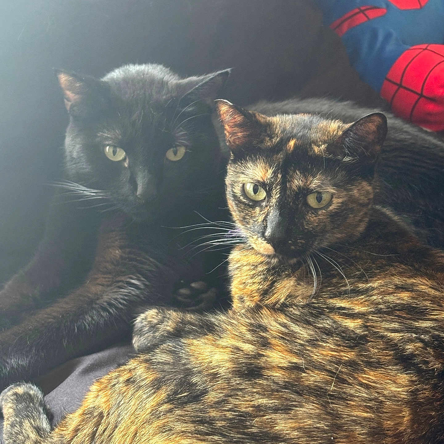 Sage And Bagheera is registered to the contest to win money with this photo: animal, black_cat, cat, cats, closeup, companions, couch, cozy, cute, domestic, feline, furry, indoor, nap_time, pet, plush_toy, resting, spiderman, tortoiseshell_cat, whiskers