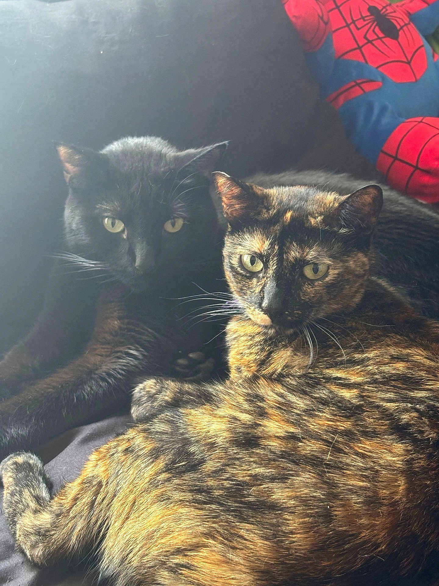 Sage And Bagheera is registered to the contest to win money with this photo: cat, cats, black_cat, tortoiseshell_cat, pet, feline, indoor, couch, plush_toy, spiderman, furry, animal, whiskers, resting, companions, cozy, domestic, closeup, cute, nap_time