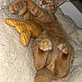 abyssinian, animal, bed, blanket, canine, cat, couch, cushion, dog, electronics, furniture, hardware, homedecor, indoors, kitten, manx, person, pet, quilt, sleeping