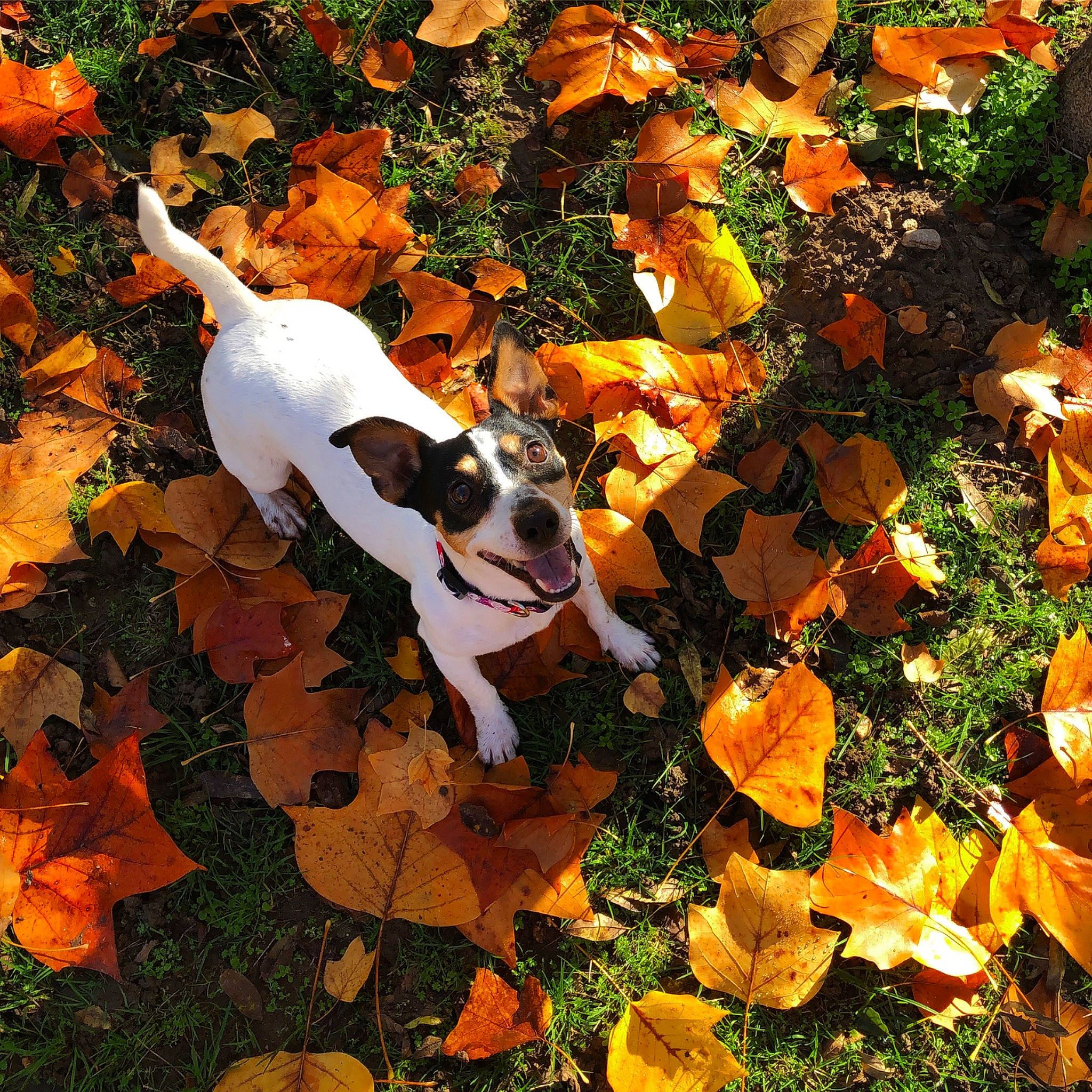 Jodie a rejoint le concours — aidez-le/la à gagner de superbes lots ! autumn, canidae, carnivore, companion_dog, danish_swedish_farmdog, deciduous, dog, dog_breed, fawn, grass, leaf, orange, plant, pointer, pumpkin, puppy, russell_terrier, sporting_group, terrier