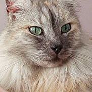 Nala a rejoint le concours — aidez-le/la à gagner de superbes lots ! cat, feline, fluffy, long_hair, green_eyes, portrait, close_up, face, whiskers, ears, fur, cream_color, gray, blue_eyes, pet, animal, indoors, pink_background, staring, majestic