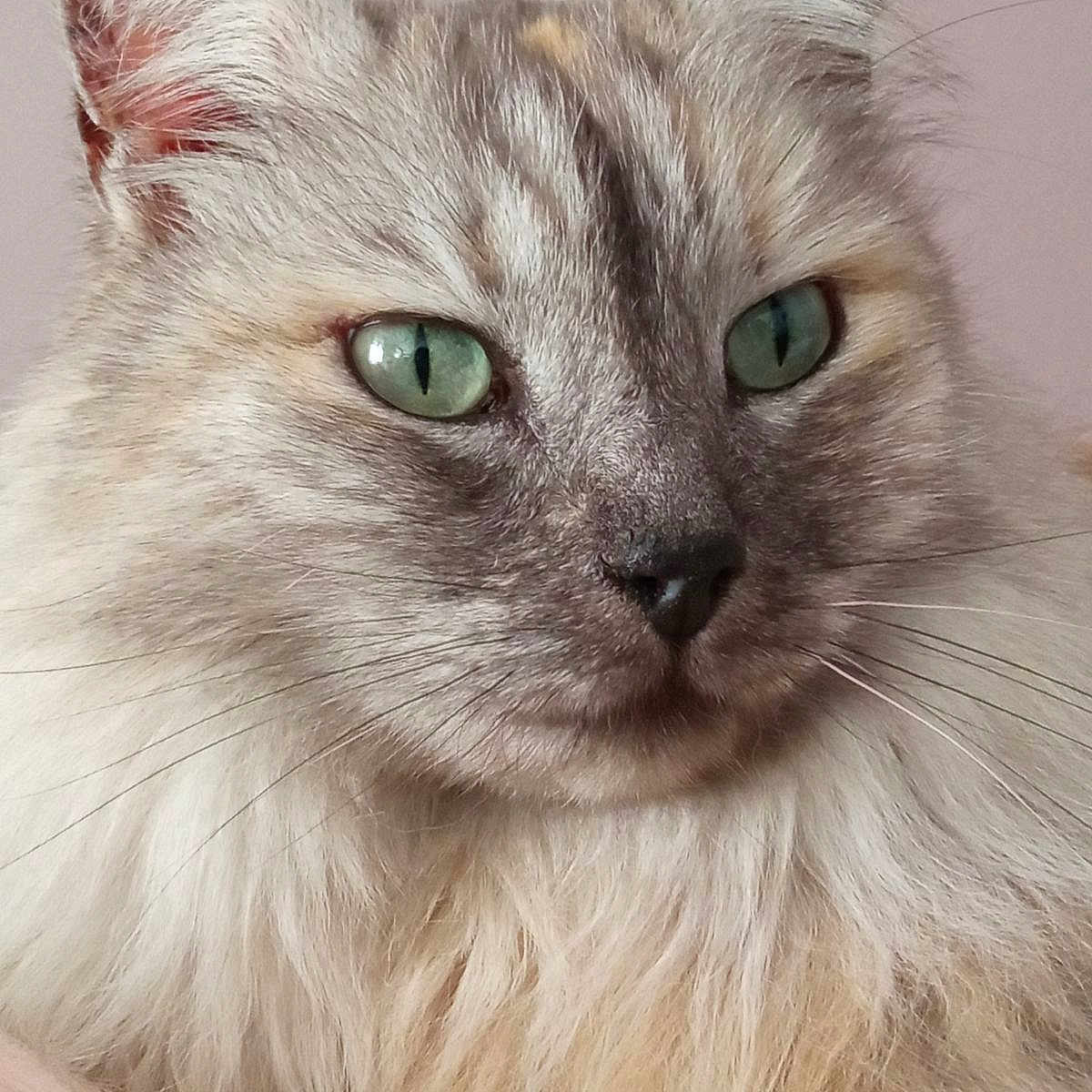 Nala