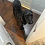 dog, curly_hair, black_dog, indoor, wooden_floor, doorway, door, flooring, pet, animal, looking_up, collar, wall, baseboard, home, curious, standing, canine, floor_transition, tile_floor