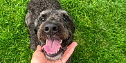Booty is registered to the contest to win money with this photo: dog, black_dog, curly_fur, tongue_out, happy_dog, hand, human_hand, grass, green_lawn, outdoor, pet, animal, playing, toy, smiling, canine, close_up, friendly, nature, daylight