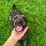 dog, black_dog, curly_fur, tongue_out, happy_dog, hand, human_hand, grass, green_lawn, outdoor, pet, animal, playing, toy, smiling, canine, close_up, friendly, nature, daylight