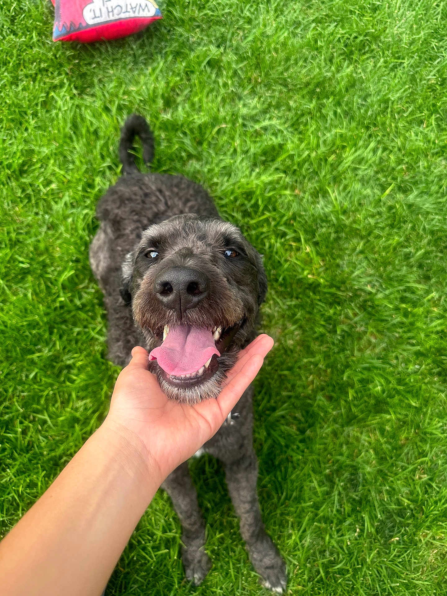 Booty is registered to the contest to win money with this photo: dog, black_dog, curly_fur, tongue_out, happy_dog, hand, human_hand, grass, green_lawn, outdoor, pet, animal, playing, toy, smiling, canine, close_up, friendly, nature, daylight