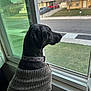 Booty joined the competition — help win amazing prizes! dog, black_dog, sweater, window, indoor, looking_outside, collar, pet, suburban, house, yard, street, side_view, animal, cozy, quiet, daytime, fence, tree, car