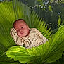 baby, cozy, cute, flora, fresh, greenery, infant, leaf, natural, nature, newborn, onesie, outdoor, peaceful, plant, portrait, relaxation, serene, sleeping, toddler