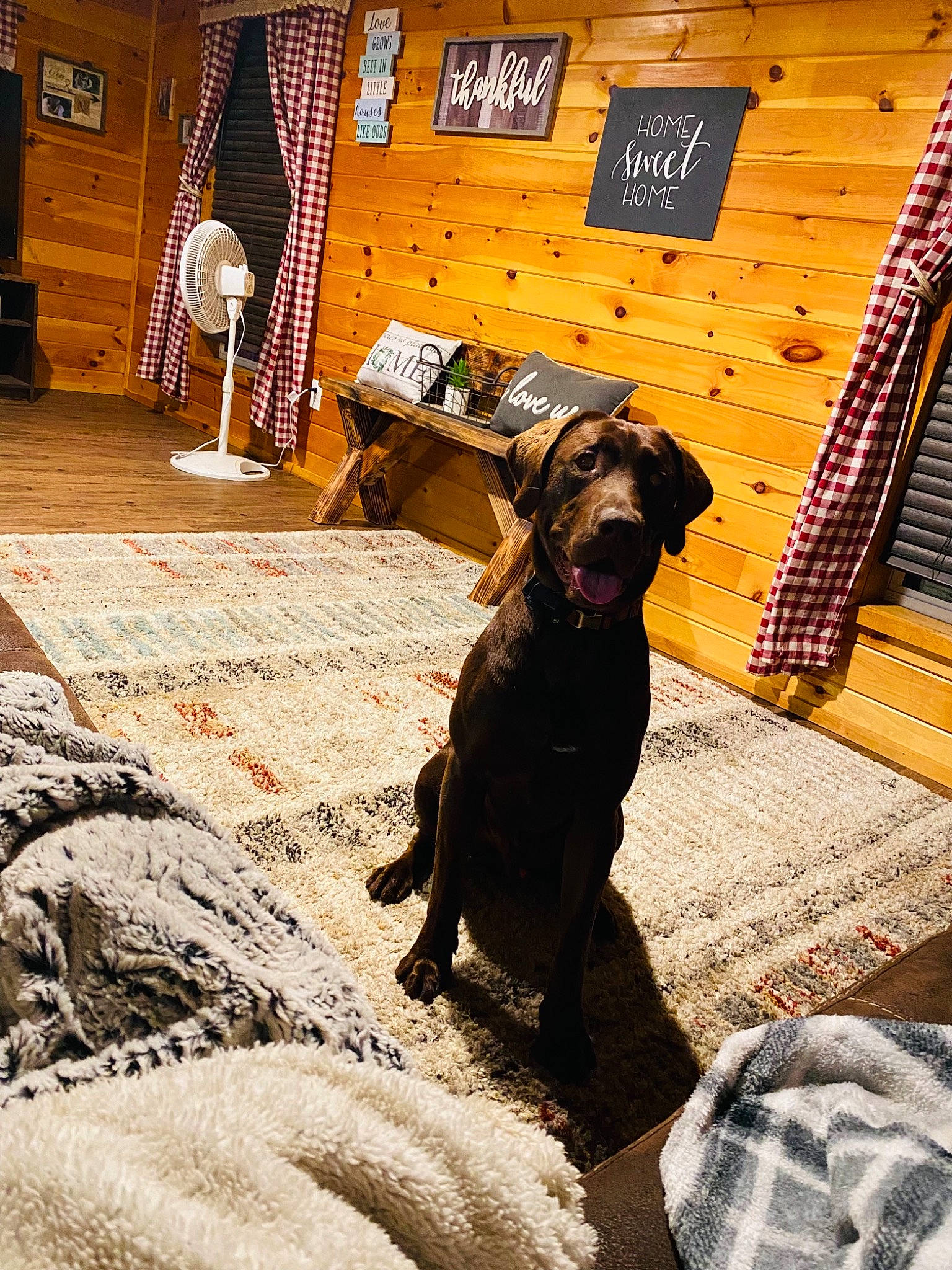 Maverick is registered to the contest to win money with this photo: art, brown, carnivore, companion_dog, dog, dog_breed, door, floor, flooring, fur, guard_dog, liver, shadow, sporting_group, stairs, street, tail, tints_and_shades, wood, working_animal