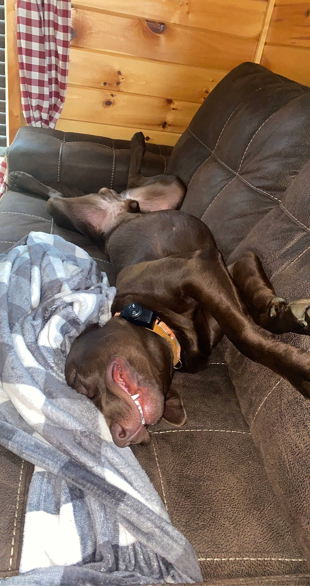 Maverick is registered to the contest to win money with this photo: canidae, carnivore, comfort, companion_dog, couch, dog, dog_breed, fawn, fur, guard_dog, linens, liver, living_room, nap, non_sporting_group, room, sleep, sporting_group, working_animal