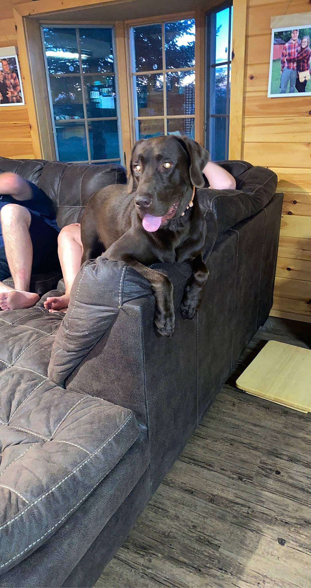 Maverick is registered to the contest to win money with this photo: borador, carnivore, comfort, companion_dog, couch, dog, dog_breed, dog_collar, fawn, flooring, gun_dog, hardwood, mammal, picture_frame, purple, retriever, sitting, sporting_group, window, wood