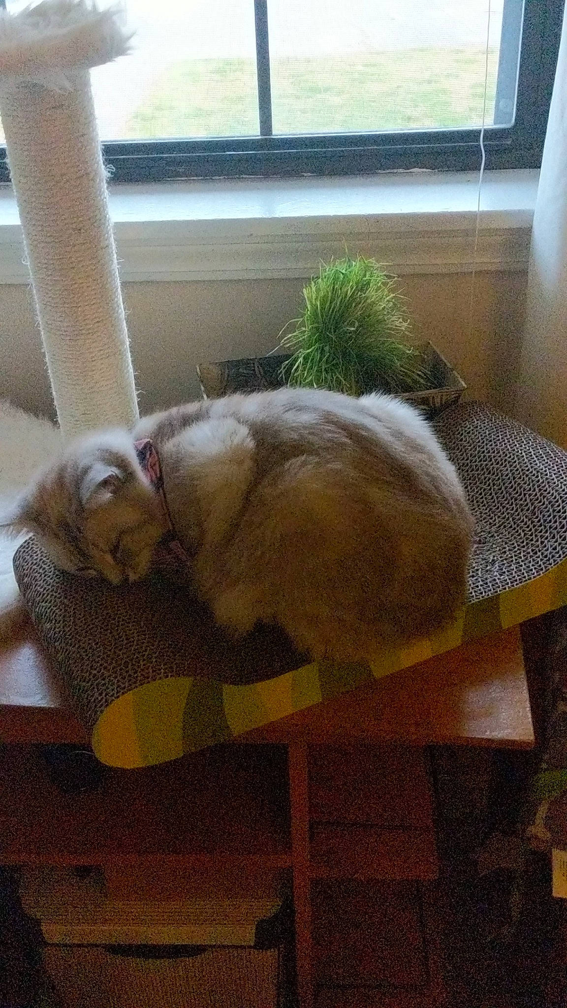 Kiki joined the competition — help win amazing prizes! carnivore, cat, fawn, felidae, nap, small_to_medium_sized_cats, tail, whiskers