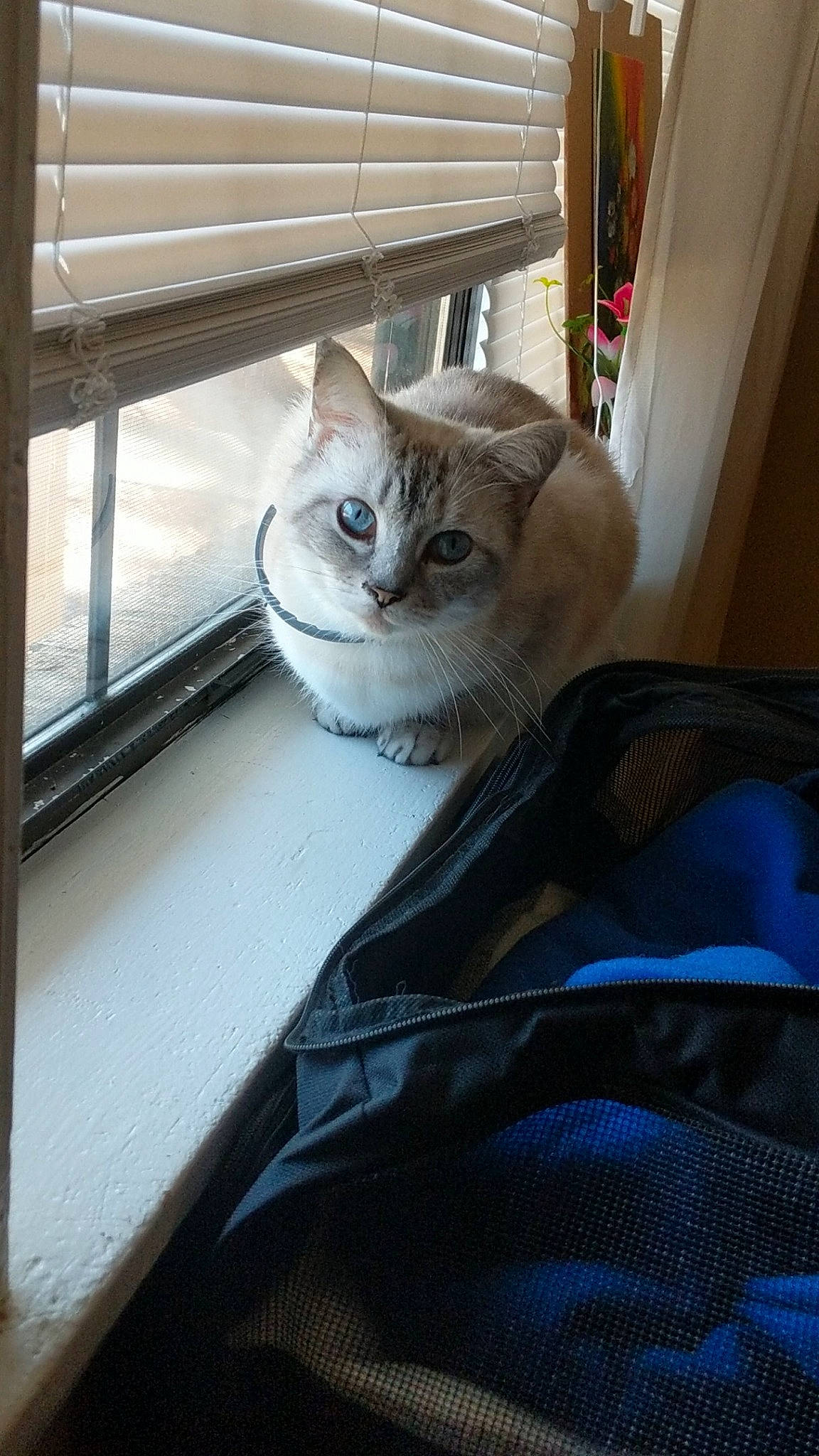 Kiki joined the competition — help win amazing prizes! aegean_cat, american_shorthair, asian, burmilla, carnivore, cat, domestic_short_haired_cat, european_shorthair, fawn, felidae, fur, kitten, mammal, ojos_azules, small_to_medium_sized_cats, tabby_cat, whiskers, window